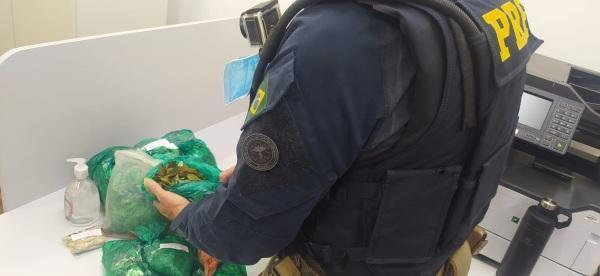 PRF prende 12 argentinos com 1,5 kg de folhas de coca em Ijuí