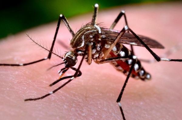 Casos de dengue seguem estáveis em Cruz Alta
