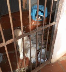 Agentes da Polícia Civil resgatam animais abandonados em Cruz Alta
