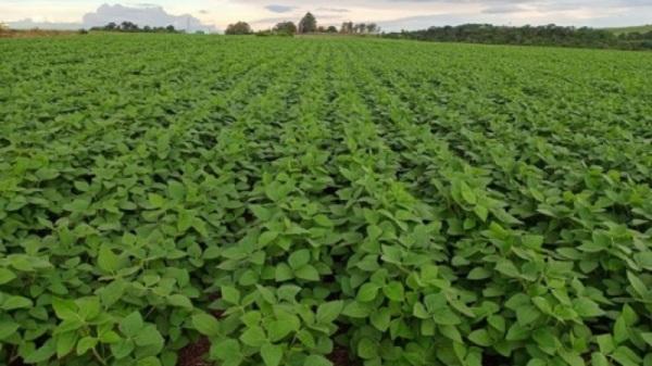 SAFRINHA: Sindicato Rural de Cruz Alta obtém prorrogação do plantio do soja