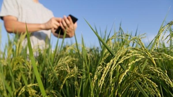 Técnico em Agronegócio: Lista de candidatos aptos para 2ª etapa é divulgada