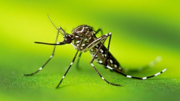 AEDES AEGYPTI> RS registra novos casos de dengue e chikungunya e emite alerta