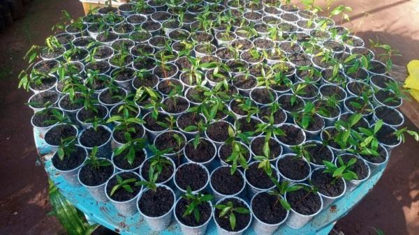 Mudas usadas para enfeitar mesas da Coxilha foram doadas pelo Horto Florestal