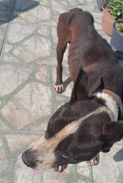 Mulher é presa por maus-tratos a cão em situação de desnutrição em Cruz Alta