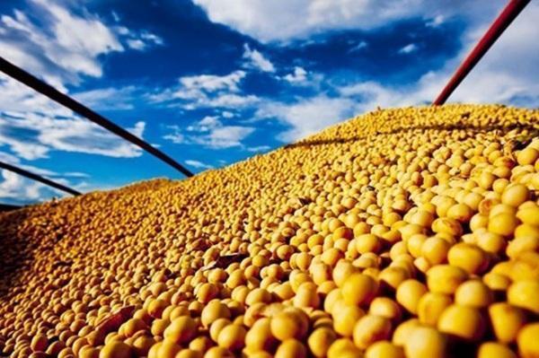 Soja começa outubro com estabilidade na Bolsa de Chicago