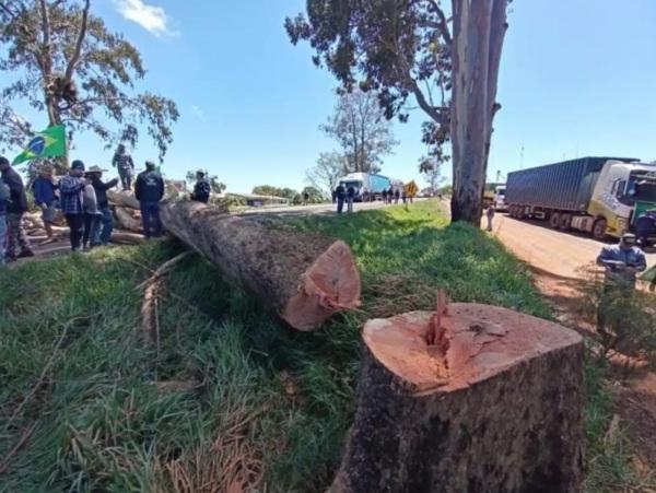 Manifestações derrubam árvore na BR 285 e bloqueiam totalmente a pista