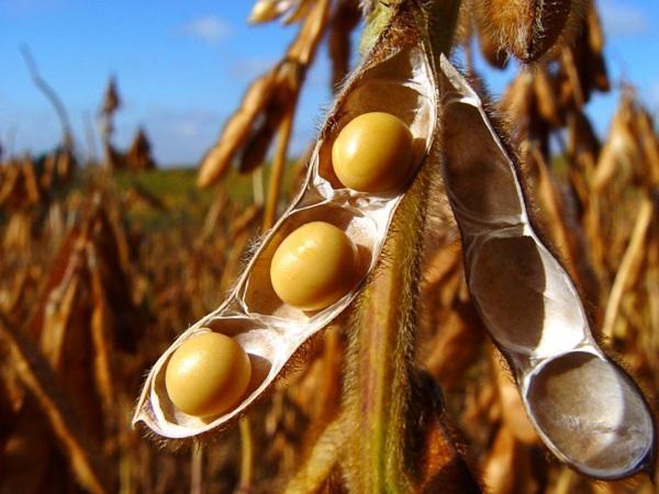 Soja recua em Chicago nesta 3ª de olho no macrocenário e na lavoura americana