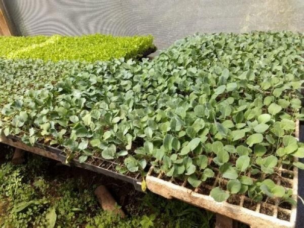 Sindicato Rural e Senar-RS ofertarão 23 cursos gratuitos em março; confira