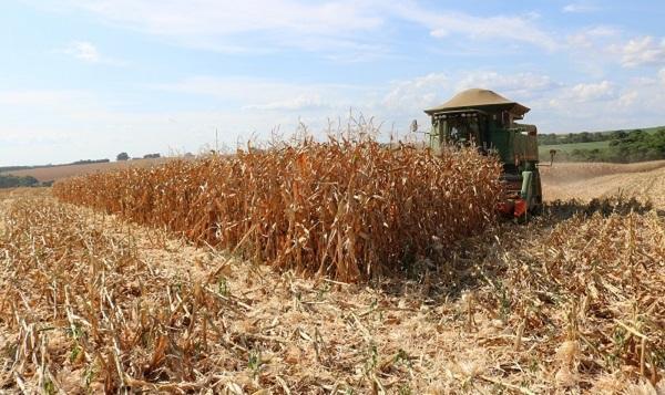 Produção de milho no RS é afetada pela falta de chuva