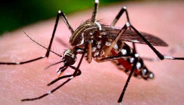 Sobe para 5 o número de casos de dengue em Ijui