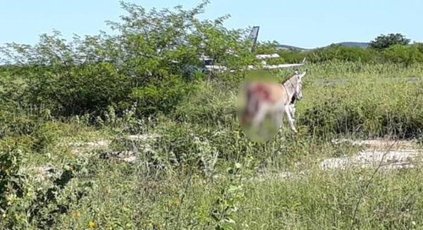 Avião com vacinas bate em jumento durante pouso em Ibotirama (BA)