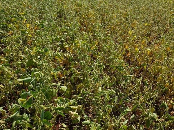 Novo levantamento da RTC aponta perda de 47% na safra de soja gaúcha