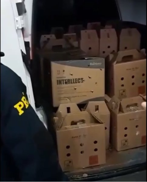 NA BR-285> PRF resgata 25 galos de rinha em situação de maus-tratos em Ijuí