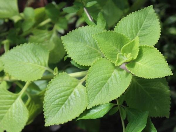 SENAR-RS e Sindicato Rural promovem curso básico de plantas medicinais