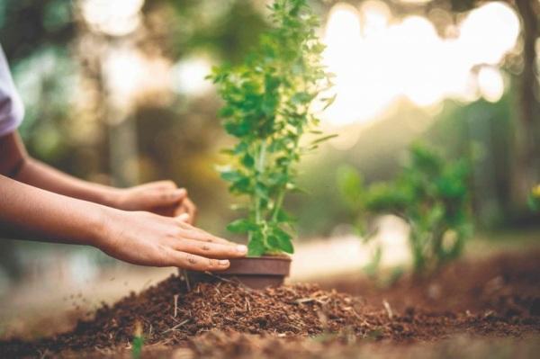 Coprel Ecologia: Cruz Alta receberá mais de 5 mil mudas no próximo dia 18