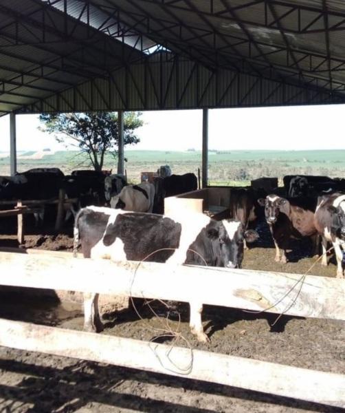 Abertas as inscrições para o programa de inseminação artificial de bovinos