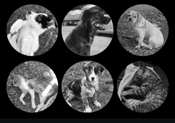 Polícia investiga envenenamento que matou cães e gatos em Selbach