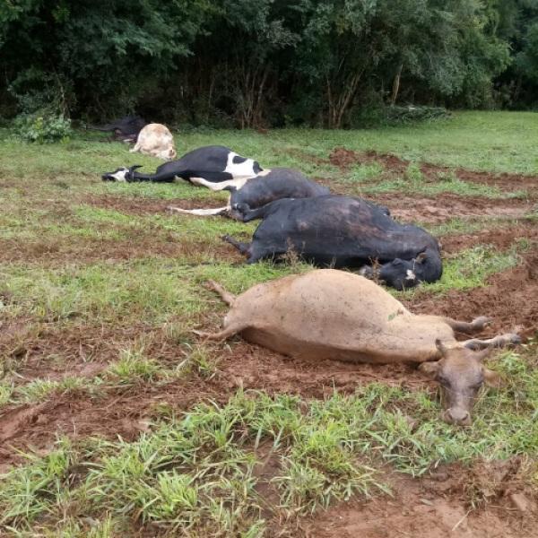 Animais foram encontrados mortos após enxurrada em Crissiumal