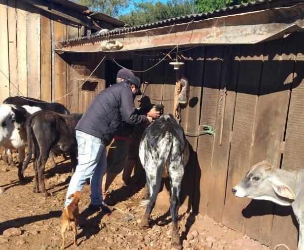 SMDR realiza parceria com a Emater para a vacinação de Brucelose Bovina