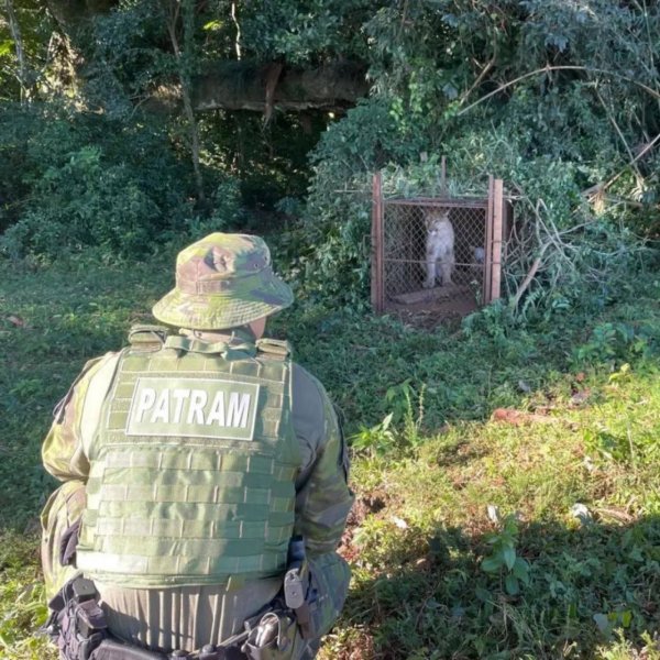 Brigada Militar resgata onça-parda em área rural de Palmeira das Missões
