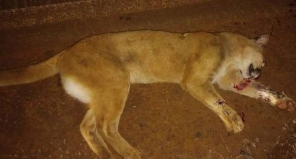 ATROPELADA> Onça Parda é encontrada morta na ERS-218 em Santo Ângelo