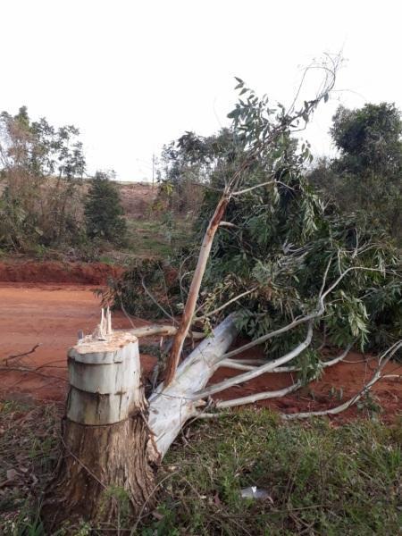 Moradores encontram árvore bloqueando estrada no interior de Cruz Alta