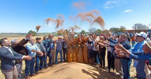 Colheita do Trigo no RS é oficialmente aberta em Cruz Alta
