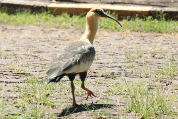 Curicacas são avistadas  no campus da Unicruz