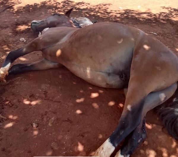 Cavalo é morto com disparos de arma de fogo em Cruz Alta