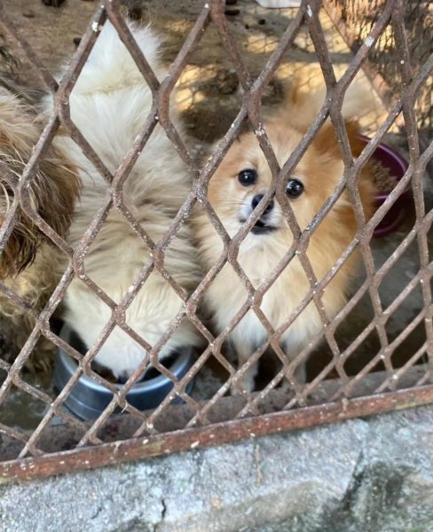 Brigada Militar flagra maus-tratos a cães em Cruz Alta