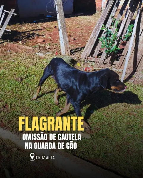 Homem é autuado após cão solto atacar animal em Cruz Alta