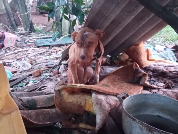 Homem é preso por maus-tratos a animais em Cruz Alta