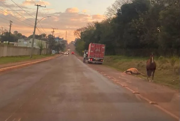 Cavalo morre após ser atropelado em rodovia dentro de Cruz Alta