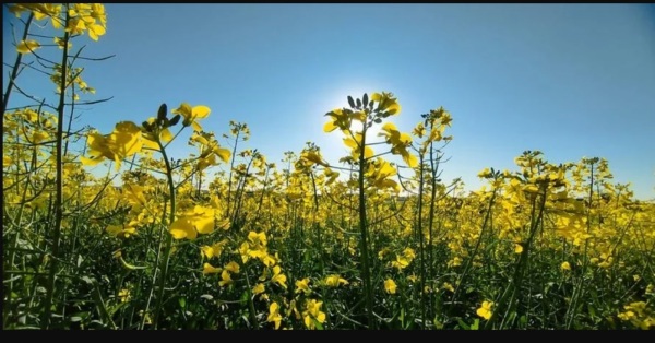 ESTÁGIO DE FLORAÇÃO> Canola embeleza paisagem agrícola do Estado 