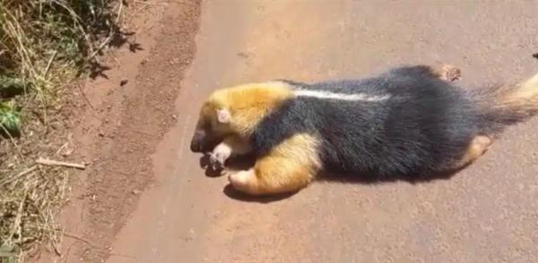 Tamanduá Mirim é encontrado morto após atropelamento na ERS-155 em Ijuí