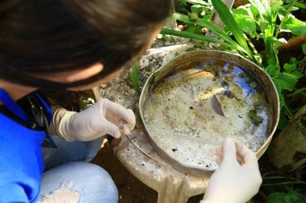 Mesmo sem casos de Dengue, Vigilância em  saúde segue intensificando cuidados