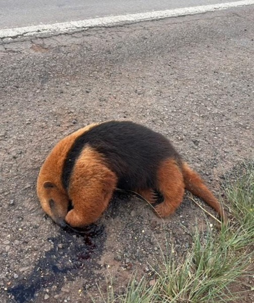 Tamanduá-Mirim é encontrado morto na RSC-377 em Cruz Alta