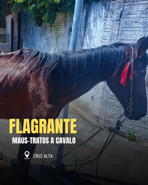 Brigada Militar flagra crime de maus-tratos contra cavalo em Cruz Alta