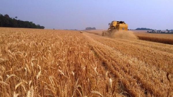 RS poderá ter a maior produção de trigo da história em 2022 segundo EMATER