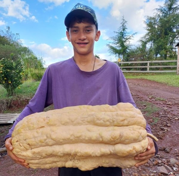 QUE CHIMIA> Jovem agricultor de Santo Augusto colheu abóbora de 35 quilos