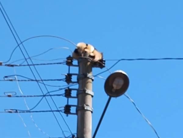 Tamanduá sobe em poste de energia em Miraguaí: Bombeiros resgataram o animal