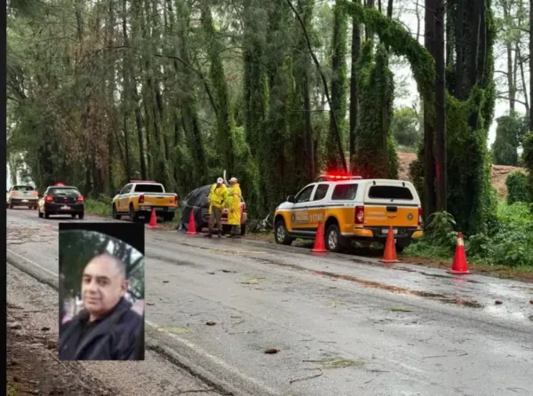 Identificado motorista que morreu após árvore atingir carro na RSC-377