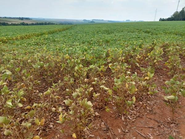 Rio Grande do Sul terá quebra de 41,1% na safra de verão, diz Emater
