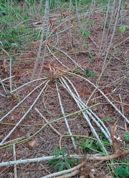 Furto de mandioca revolta família de agricultores no interior de Crissiumal