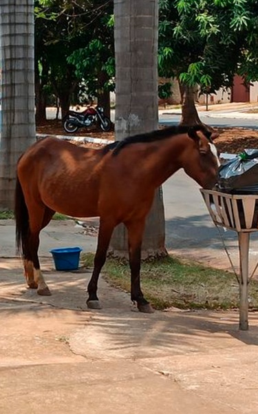 CAVALOS SOLTOS> Comissão especial tem reunião hoje na Câmara de Vereadores