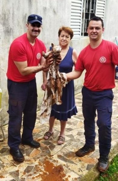 Gato é resgatado de dentro de cano por bombeiros em Cruz Alta