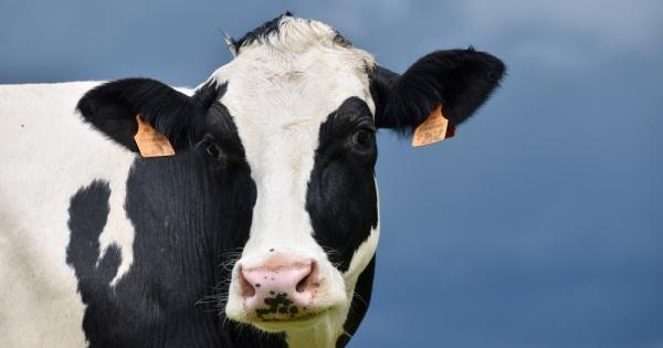 Brucelose: Prefeitura alerta sobre vacinação de fêmeas bovinas e bubalinas