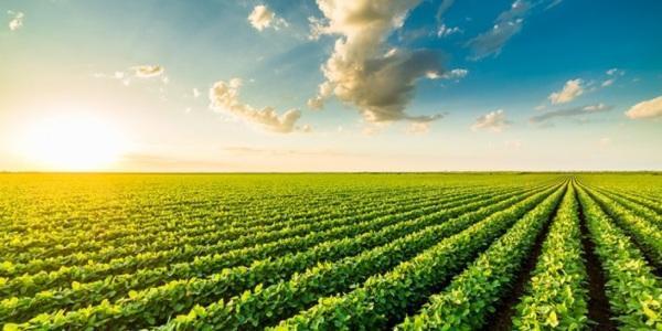 Governo publica novas regras para registro de defensivos agrícolas