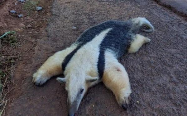 Mais um Tamanduá é encontrado morto no interior de Ijuí