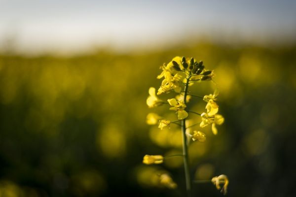 HOJE> Encontro sobre Canola e Carinata reunirá 25 cooperativas em Cruz Alta